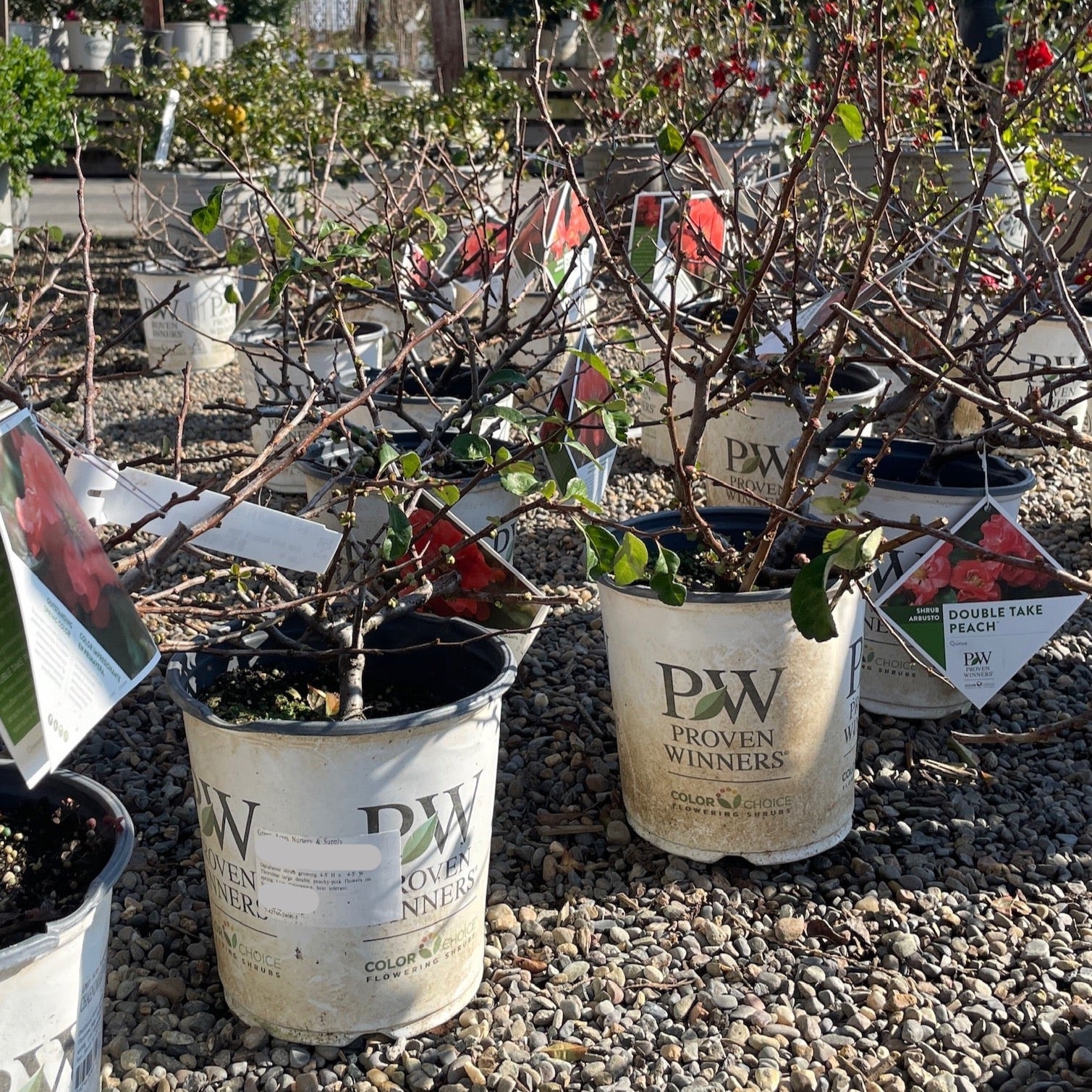 Orange Flowering Quince