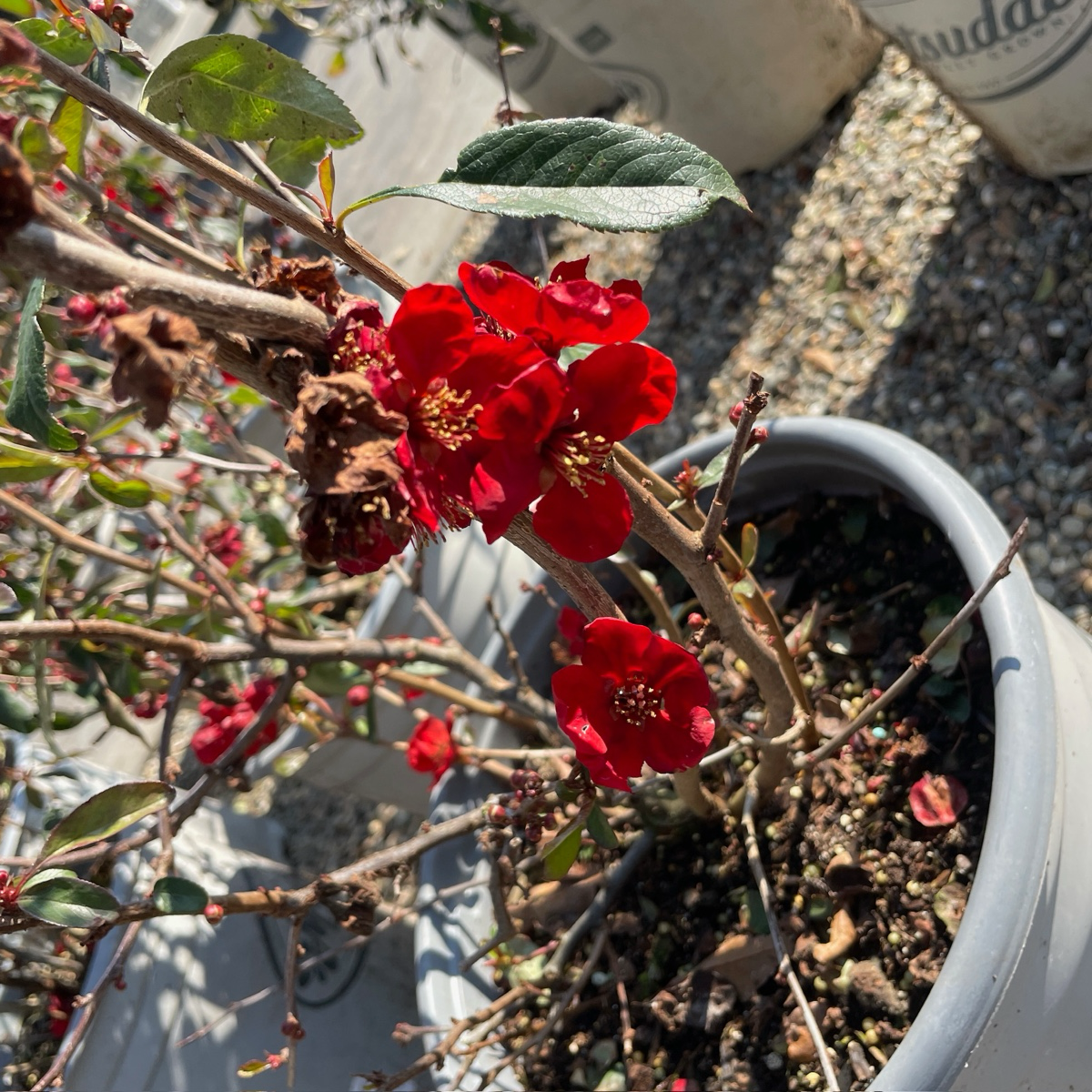 Orange Flowering Quince