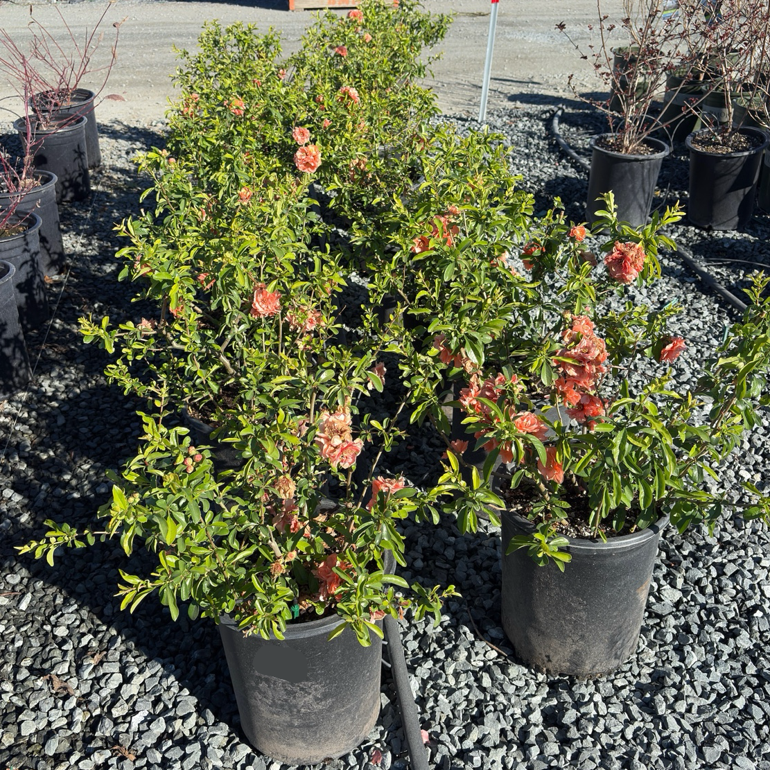 Orange Flowering Quince