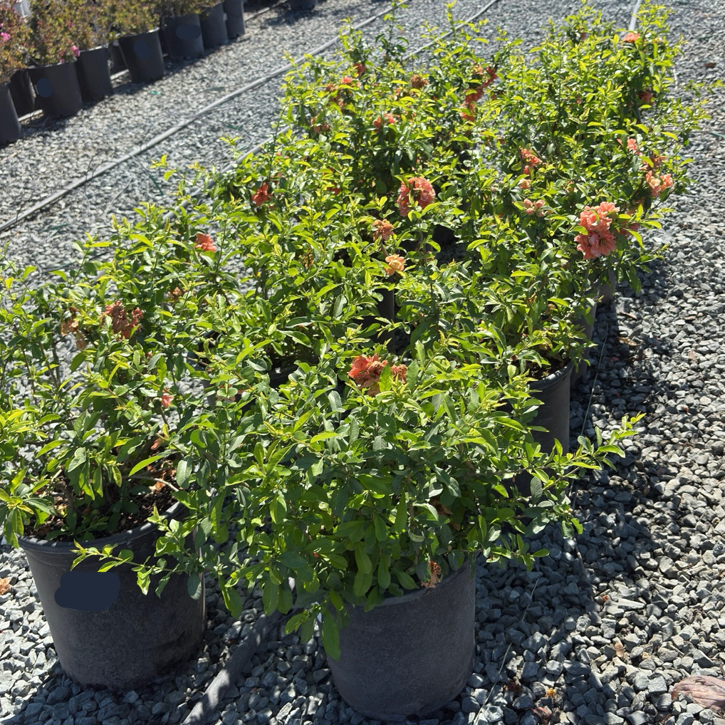 Orange Flowering Quince