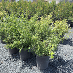Orange Flowering Quince