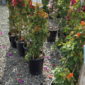 Orange King Bougainvillea