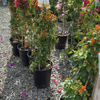 Orange King Bougainvillea