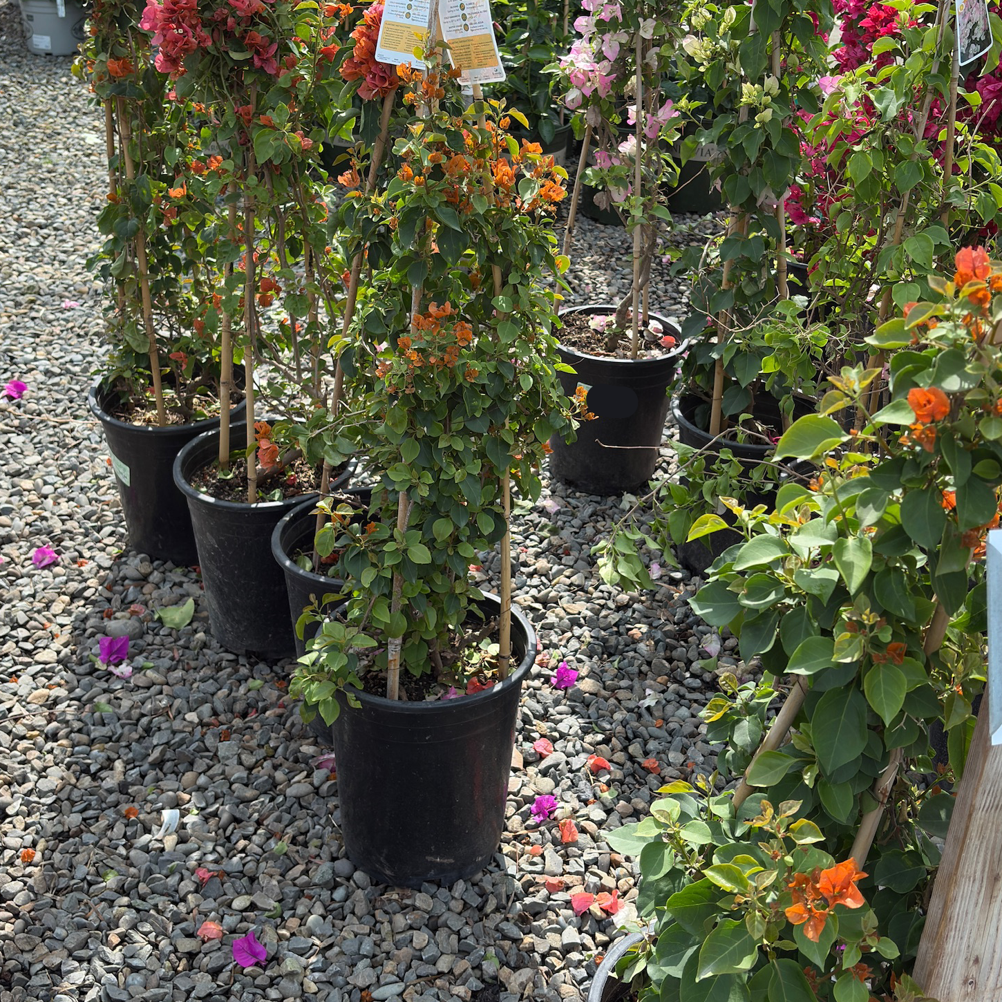 Orange King Bougainvillea