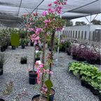Orange King Bougainvillea