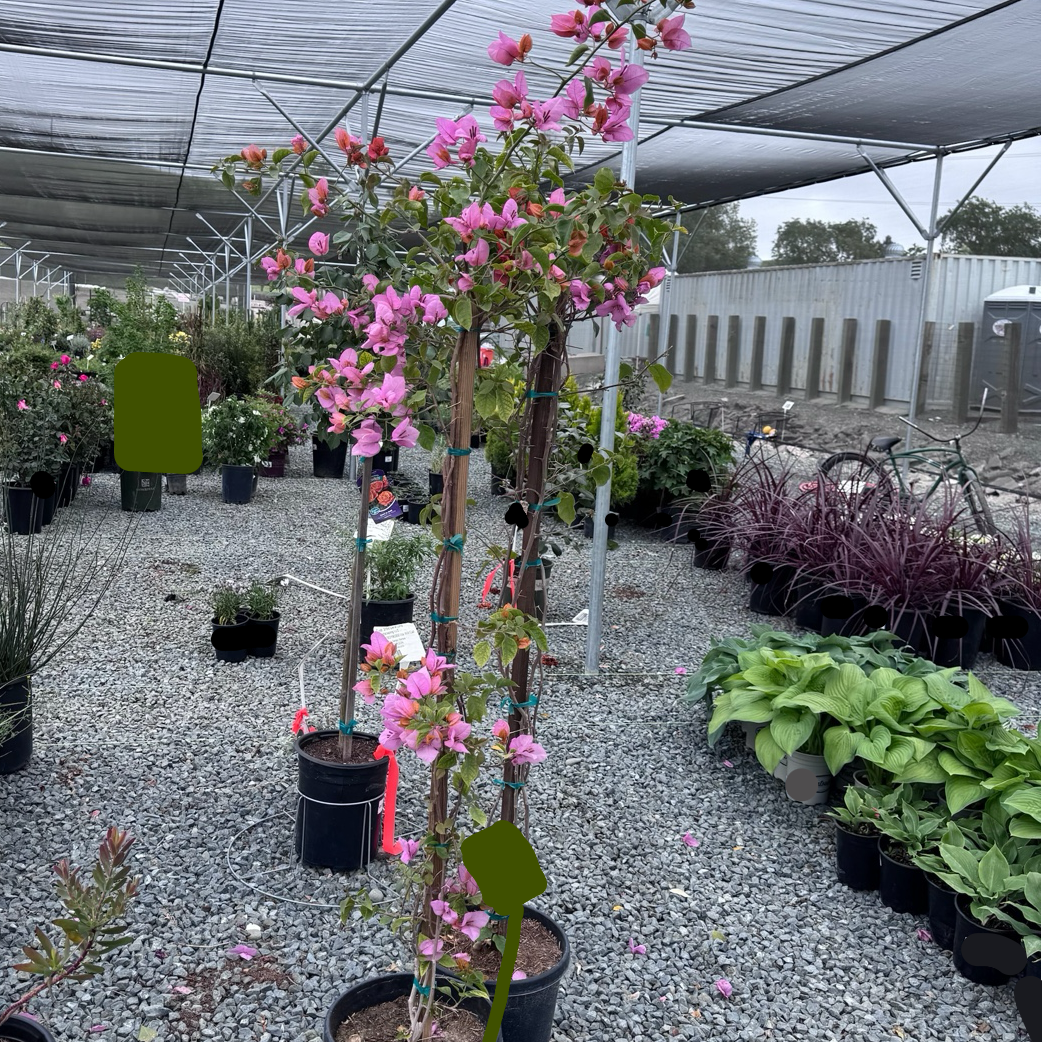 Orange King Bougainvillea