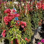 Orange King Bougainvillea