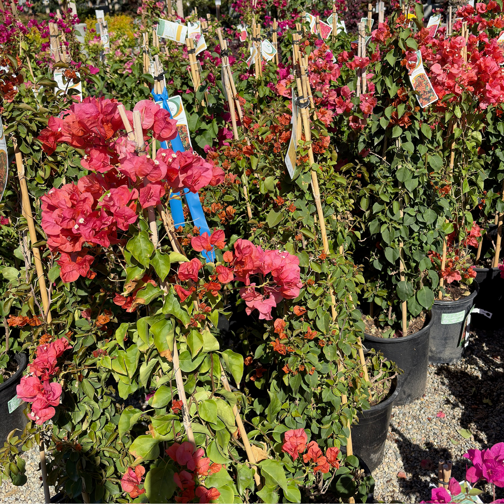 Orange King Bougainvillea
