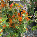Orange King Bougainvillea