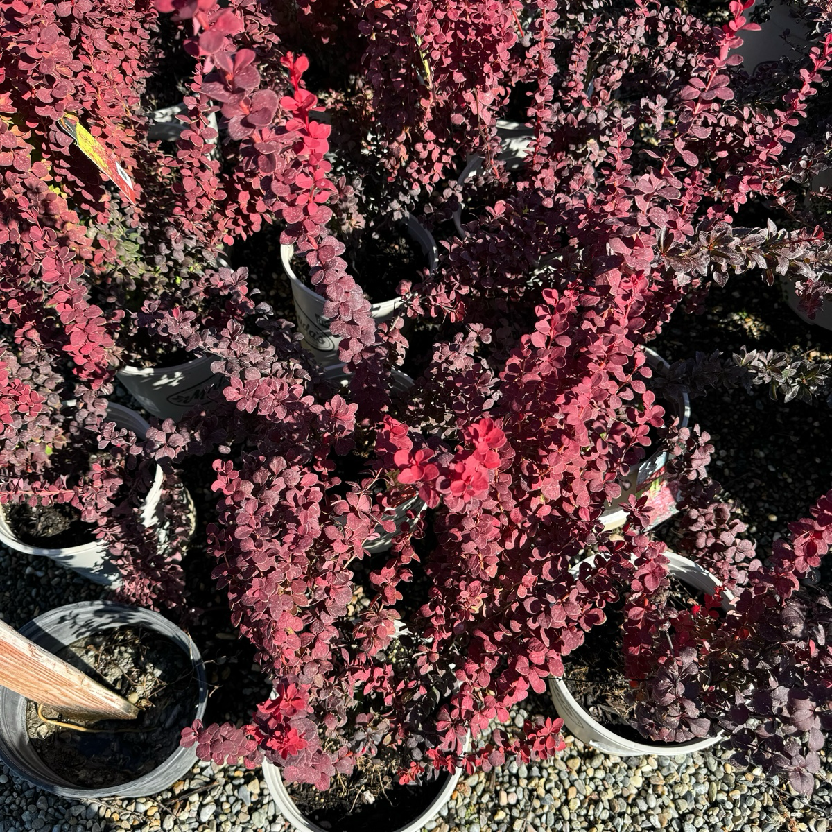 Cluster of red and purple leafed Orange Rocket Barberry shrubs in pots on a gravel surface