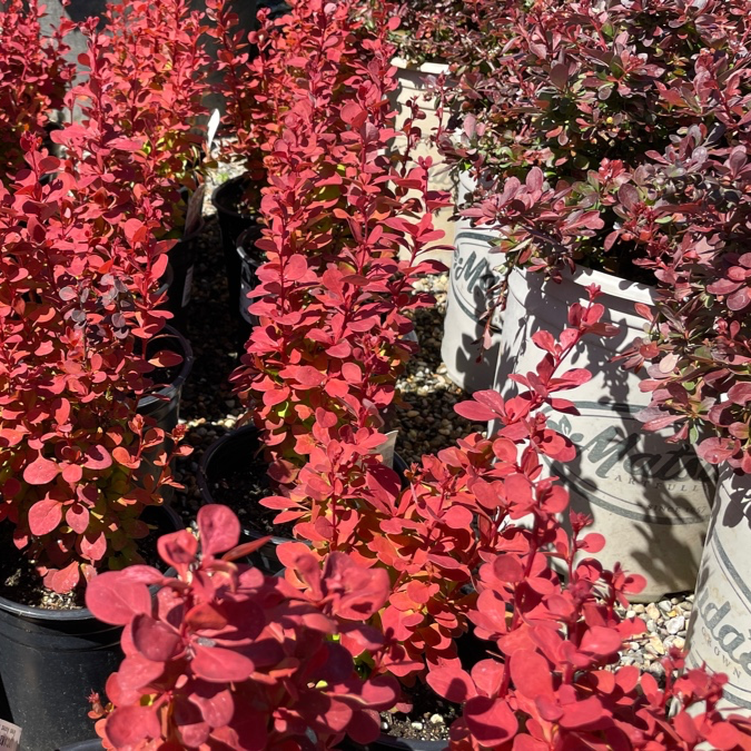 Orange Rocket Barberry shrubs in pots with a blurred background