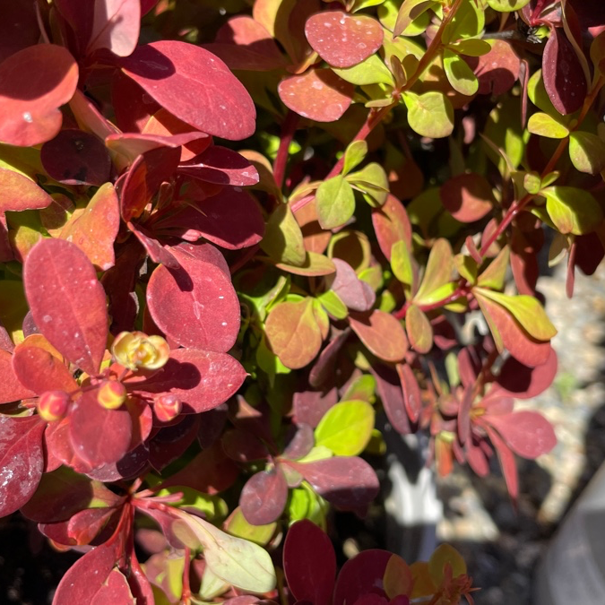 Close-up of Orange Rocket Barberry with a blurred background
