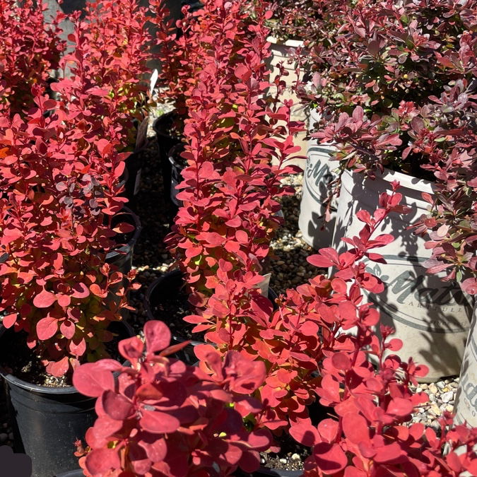 Orange Rocket Barberry with a person wearing a black jacket and white gloves standing among it.