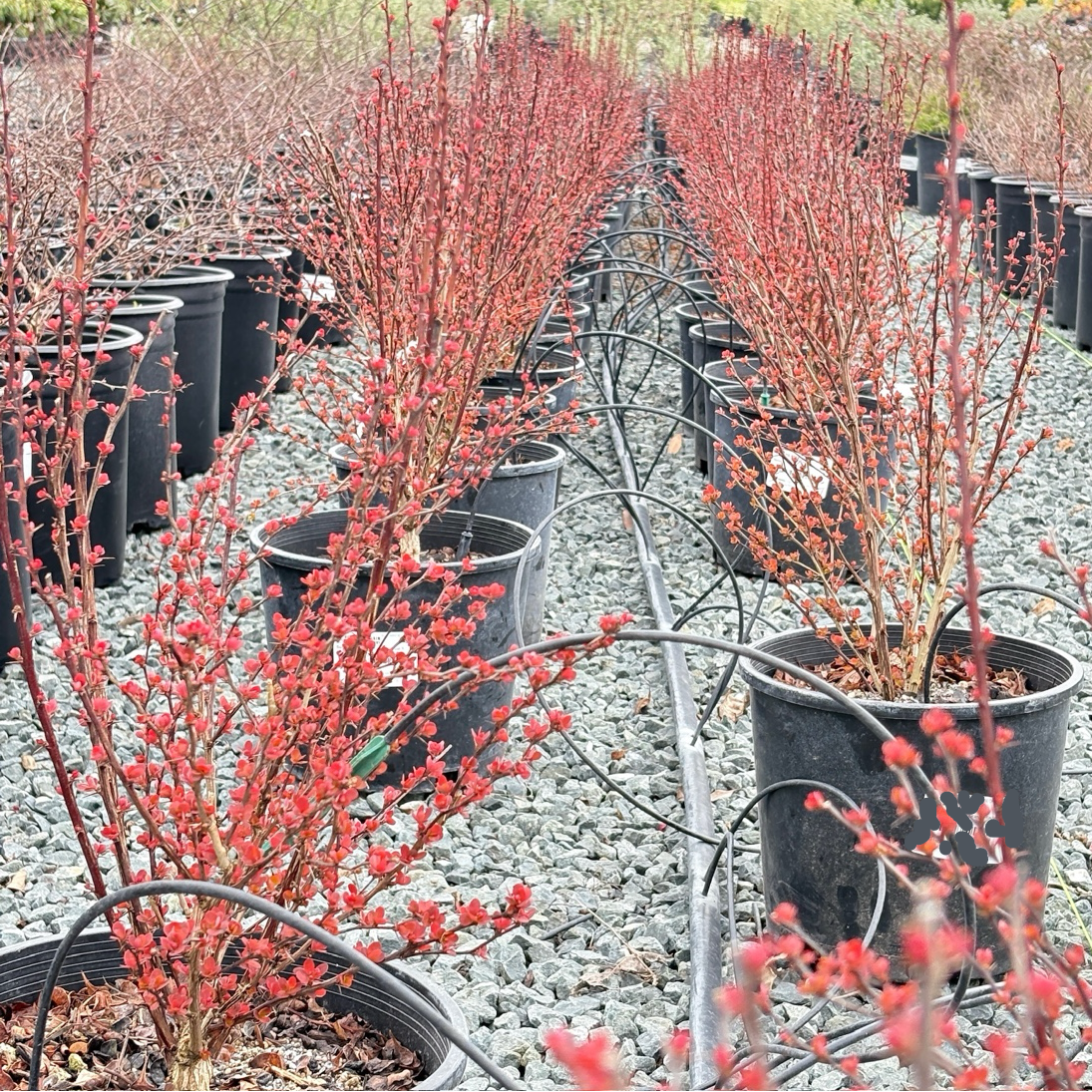 black olive plant Black Olive Tree main image 1