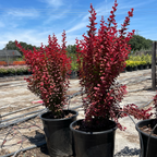 Orange Rocket Barberry