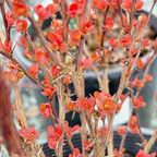 Orange Rocket Barberry