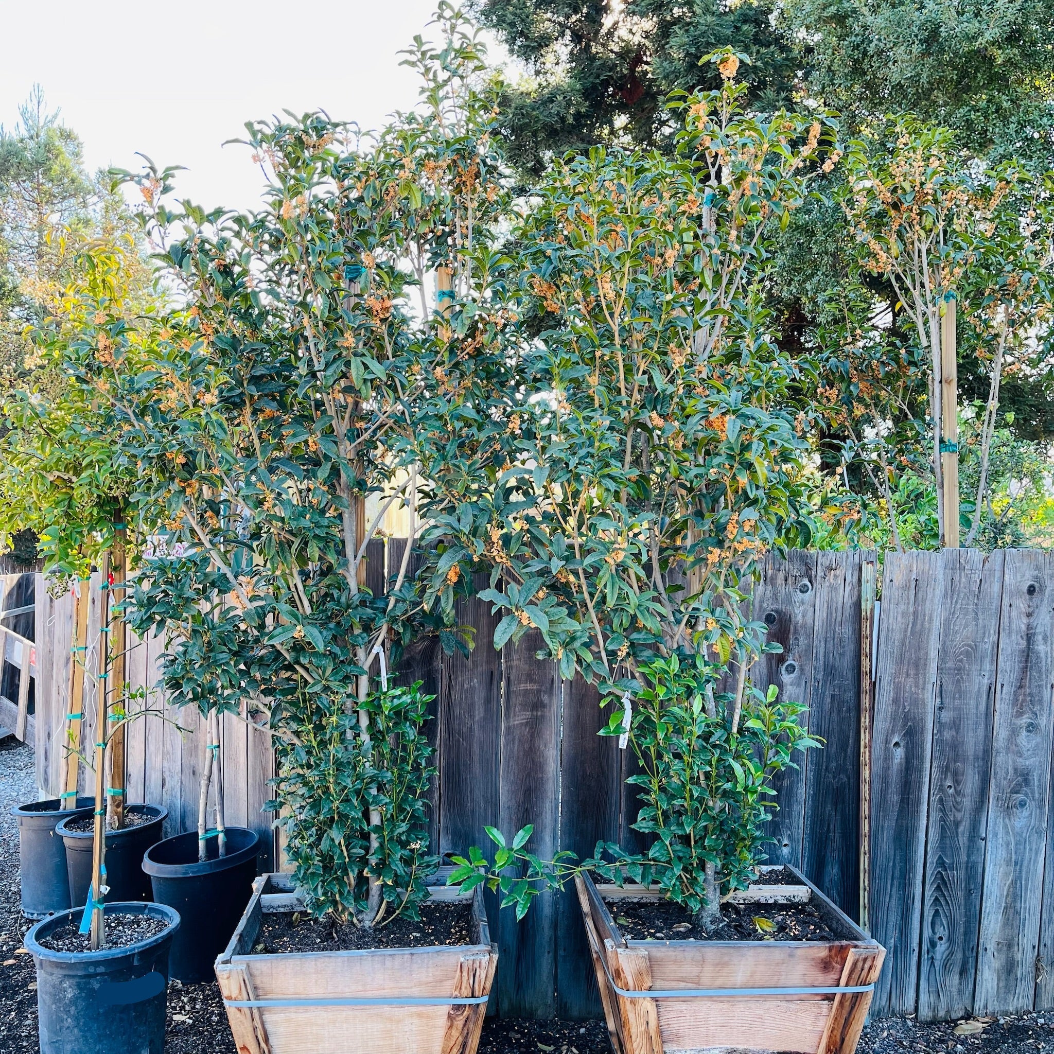 Orange Sweet Olive (Osmanthus fragrans) | Fragrant Evergreen Shrub