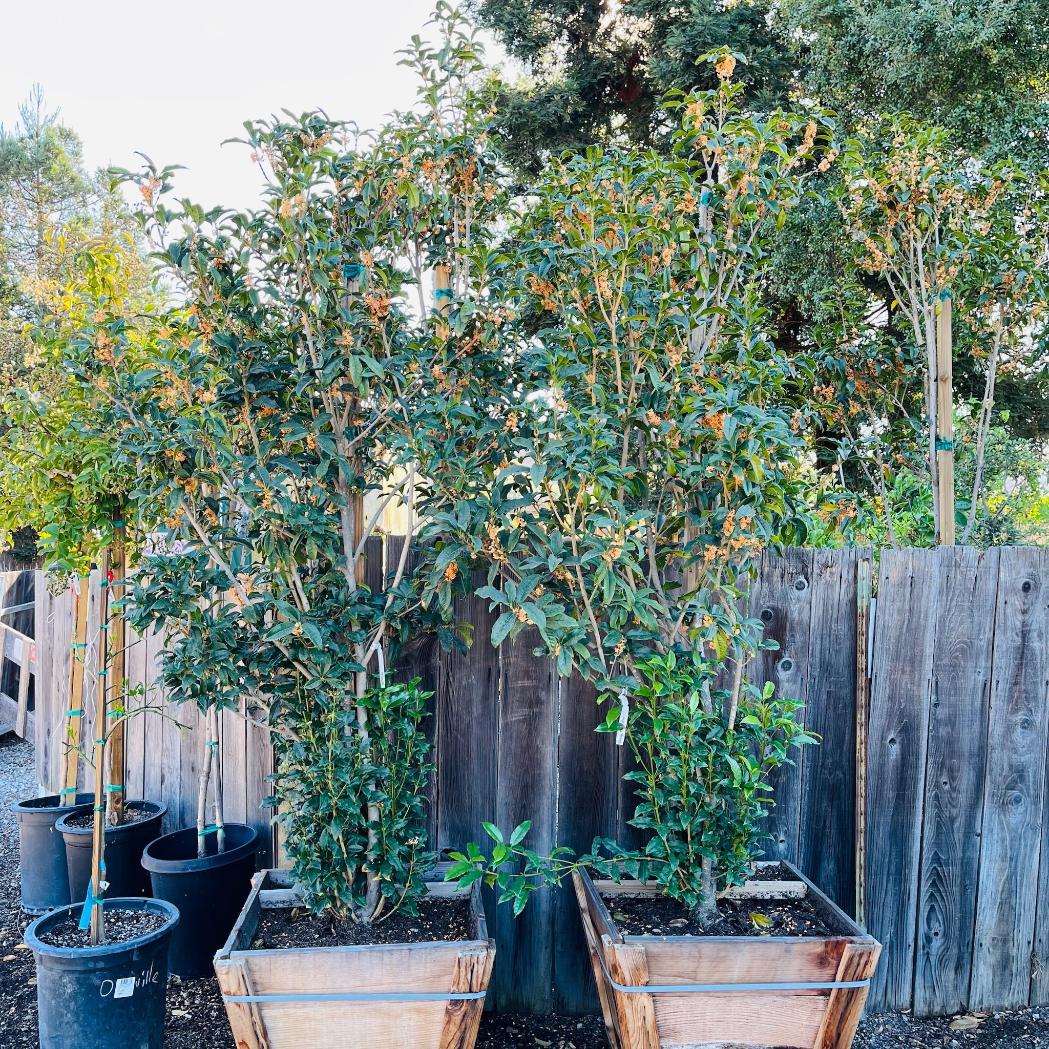 Group of potted Osmanthus fragrans ‘Aurantiacus’ in front of a wooden fence with greenery in the background