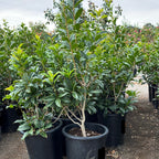 Potted Osmanthus Orange plants in a garden setting with a cloudy sky.