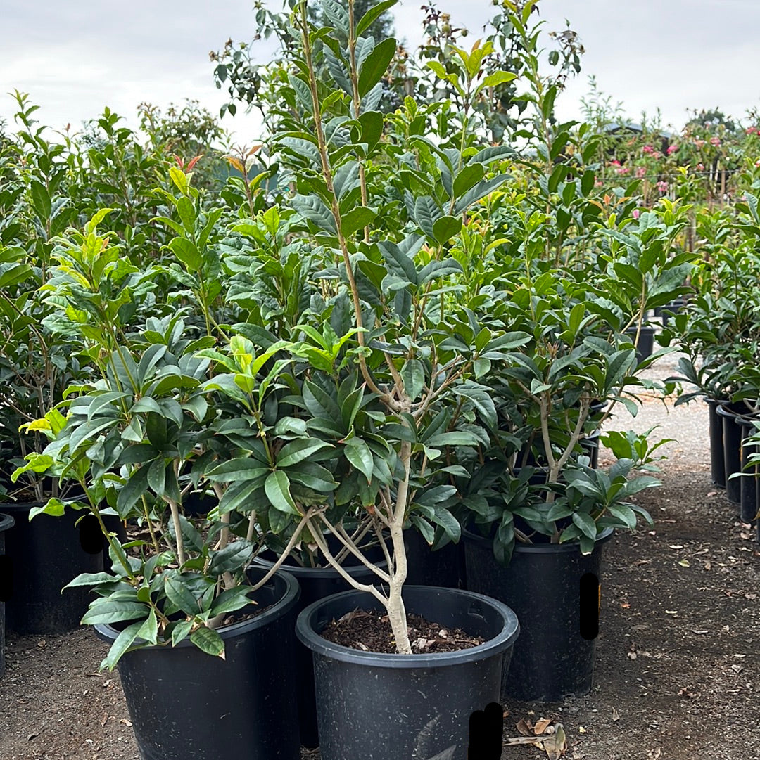 Potted Osmanthus Orange plants in a garden setting with a cloudy sky.