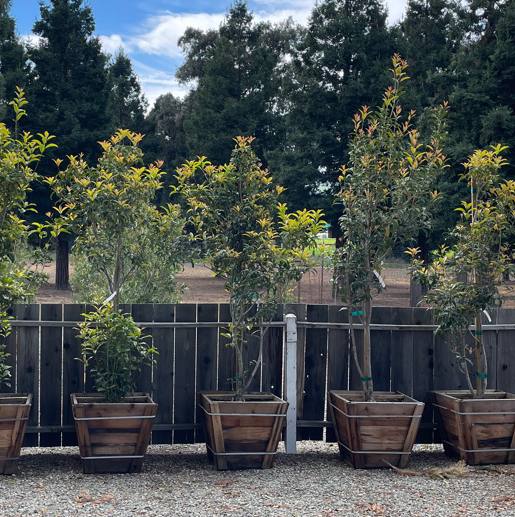 Row of potted Orange Sweet Olive in front of a wooden fence with trees in the background.