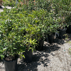 Row of potted Orange Sweet Olive in a nursery setting