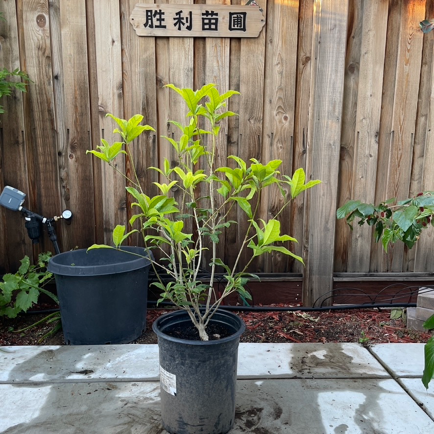 Potted Orange Sweet Olive in front of a wooden fence with Chinese characters