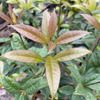 Close-up of Orange Sweet Olive green and pink leaves with a blurred background