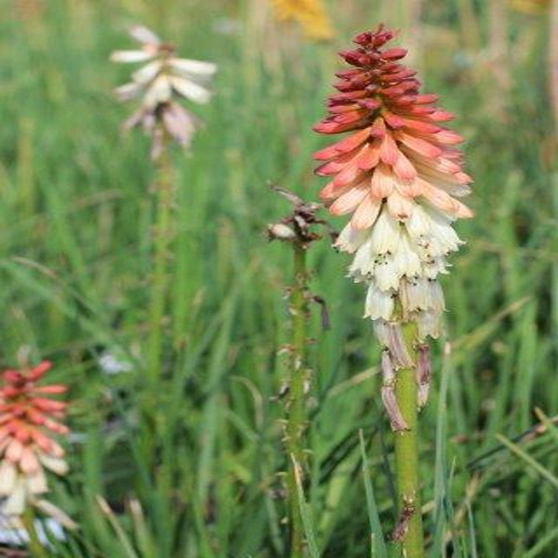 Orange Vanilla Popsicle Dwarf Poker