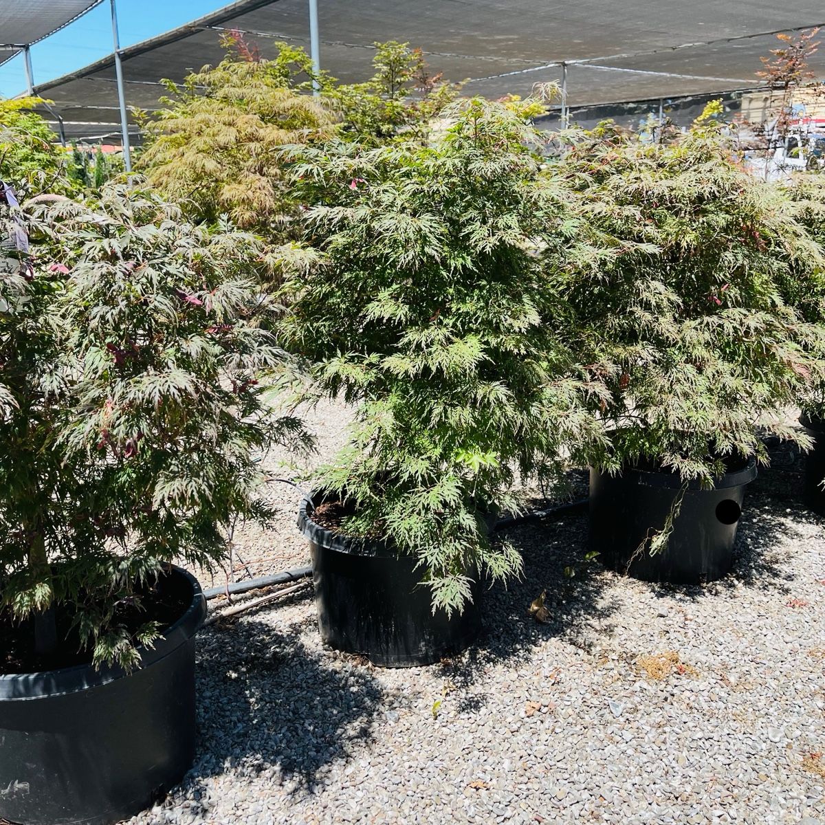 Potted Orangeola Lace Japanese Maple trees in a nursery setting with a clear sky above