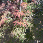 Orangeola Lace Japanese Maple Tree with red and green leaves in victory nursery