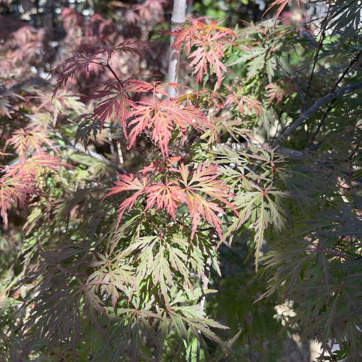 Orangeola Lace Japanese Maple Tree with red and green leaves in victory nursery