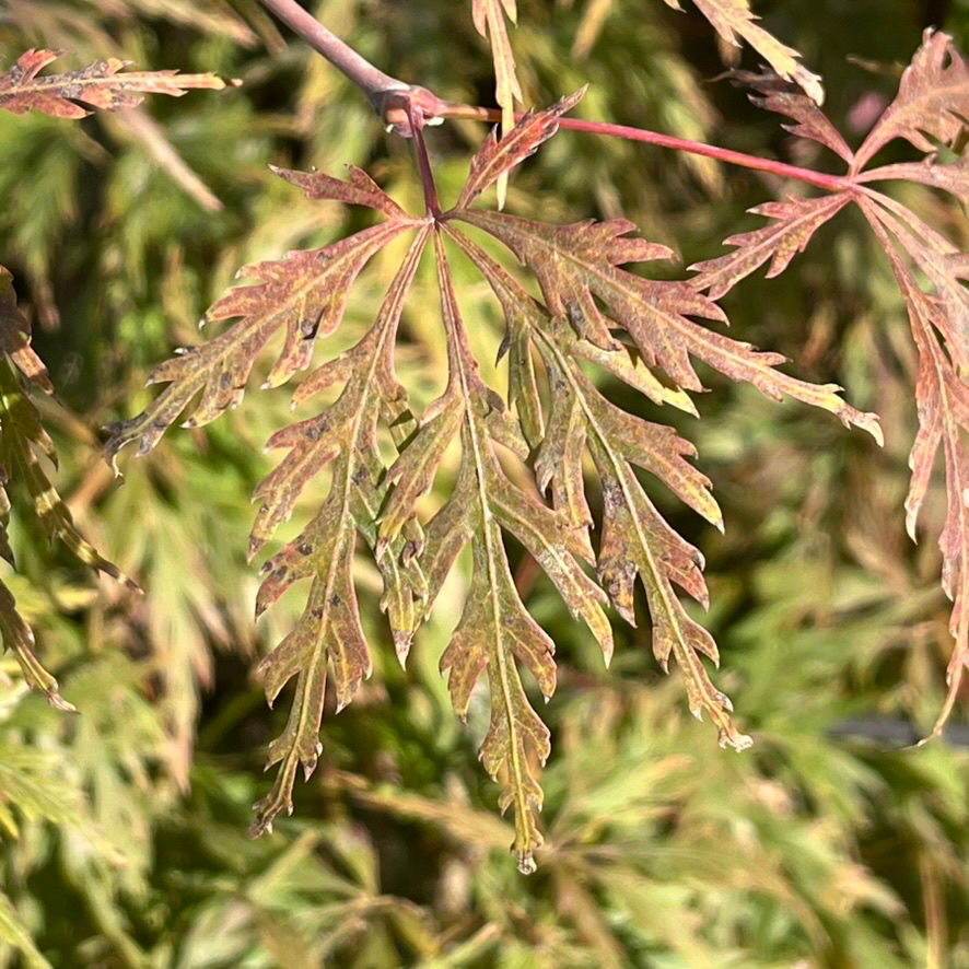 Close-up of a leaf with brownish-red veins on Orangeola Lace Japanese Maple