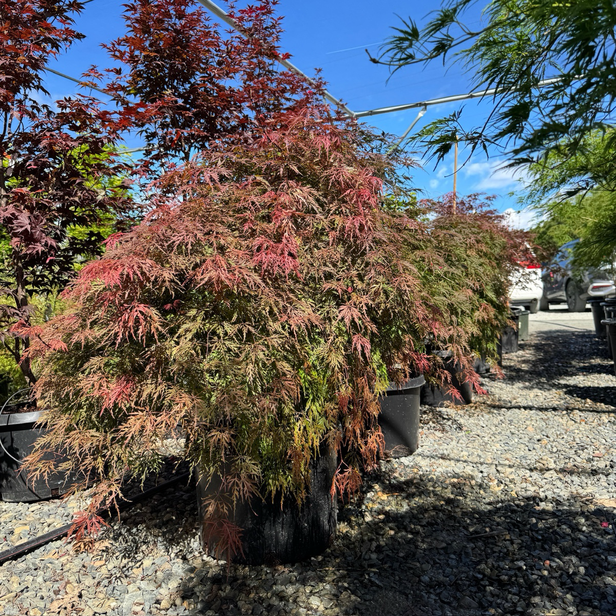 Orangeola Lace Japanese Maple