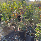 Oregon Grape Holly