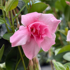 Original XP Double Pink Blush   Mandevilla