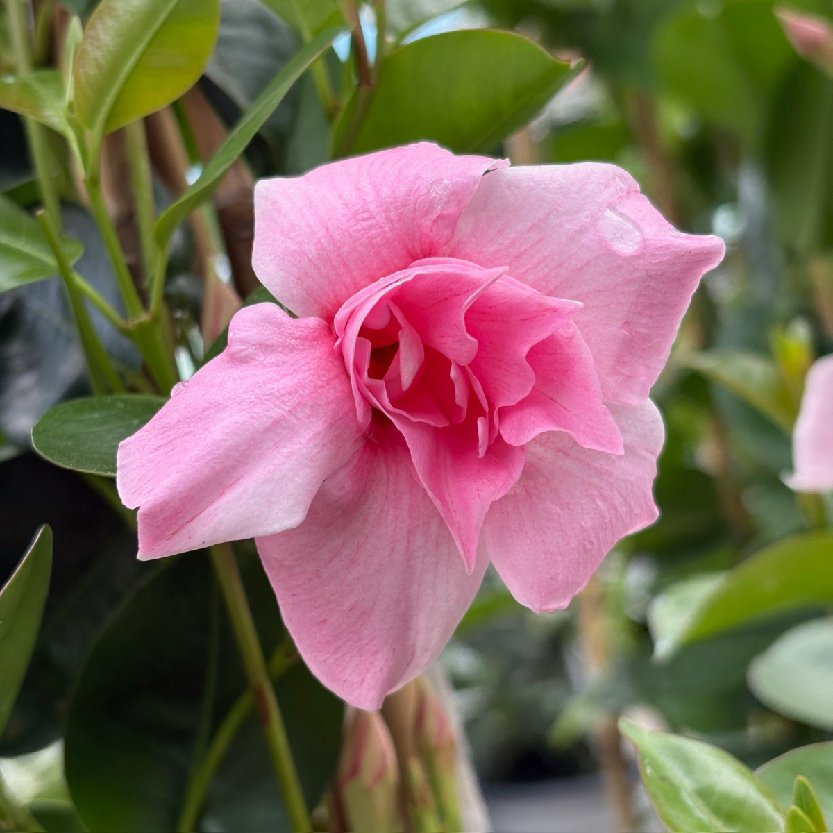Original XP Double Pink Blush   Mandevilla