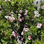 Original XP Double Pink Blush  Mandevilla