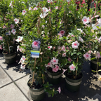 Original XP Double Pink Blush  Mandevilla