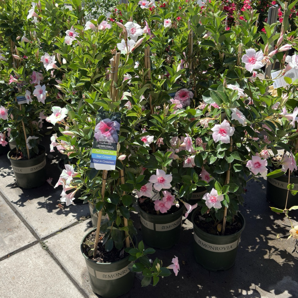 Original XP Double Pink Blush  Mandevilla