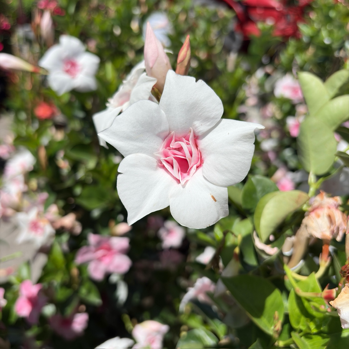 Original XP Double Pink Blush  【Sun Parasol ®】 Mandevilla