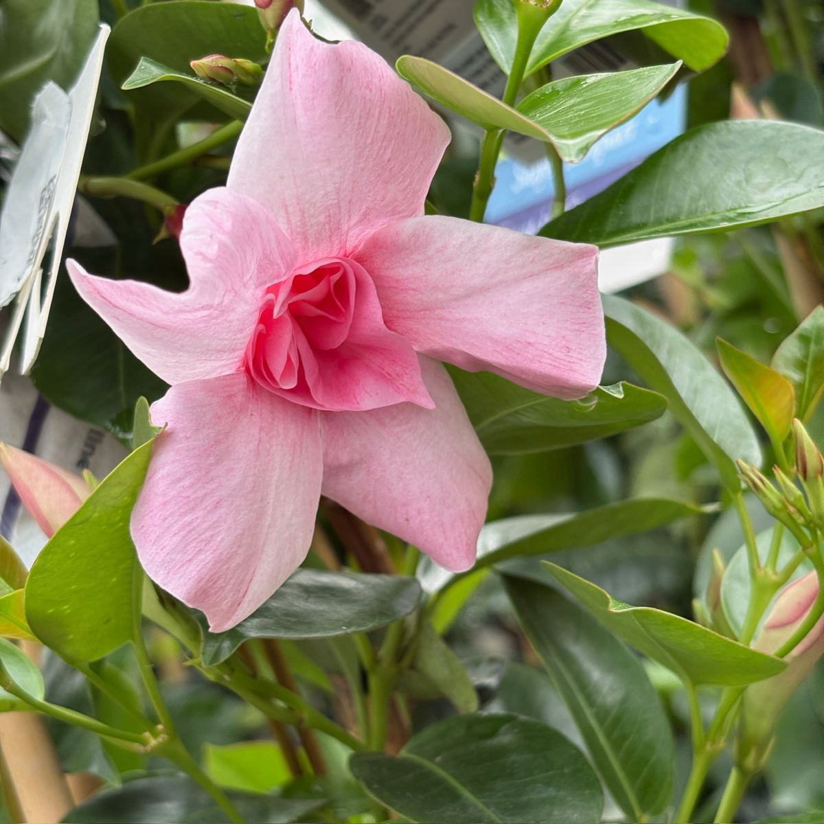 Original XP Double Pink Blush  【Sun Parasol ®】 Mandevilla