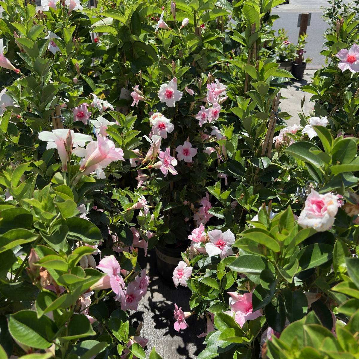 Original XP Double Pink Blush  【Sun Parasol ®】 Mandevilla