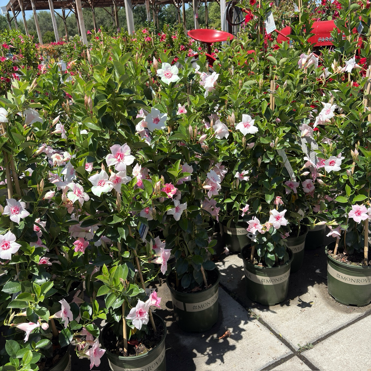 Original XP Double Pink Blush  【Sun Parasol ®】 Mandevilla