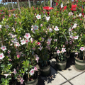 Original XP Double Pink Blush   Mandevilla