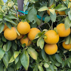 Oro Blanco Grapefruit