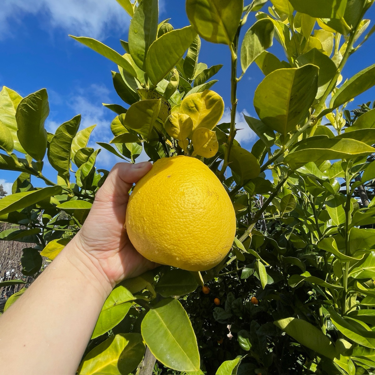 Oro Blanco Grapefruit