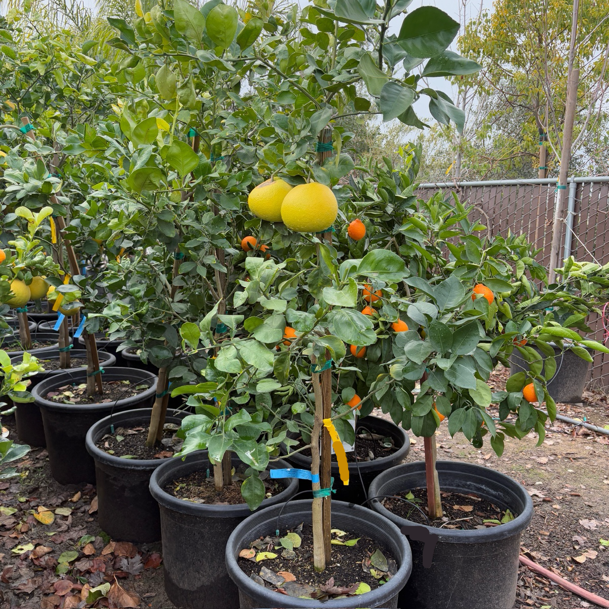 Oro Blanco Grapefruit