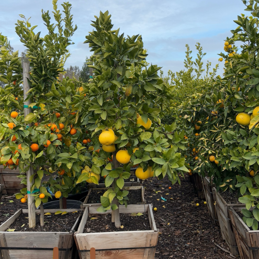 grapefruit plant in pot Oro Blanco Grapefruit Tree