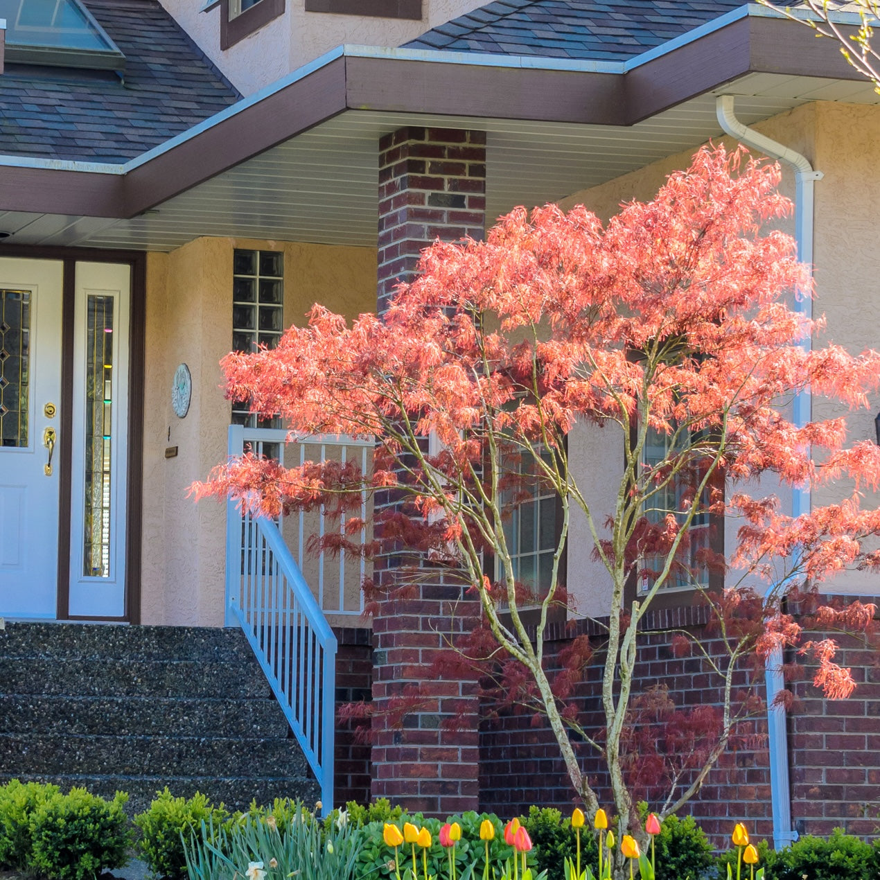 House exterior with a Osakazuki Japanese Maple in front bearing pinkish-red leaves and colorful tulips.
